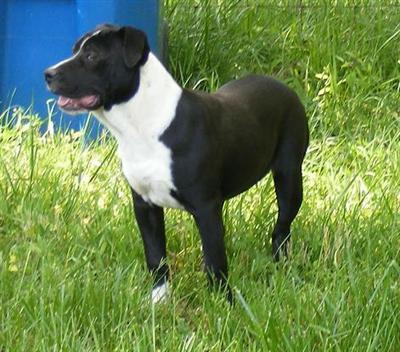 Dogs - American Pit Bull